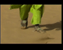 Die Tuareg - Ein W&uuml;stenvolk
